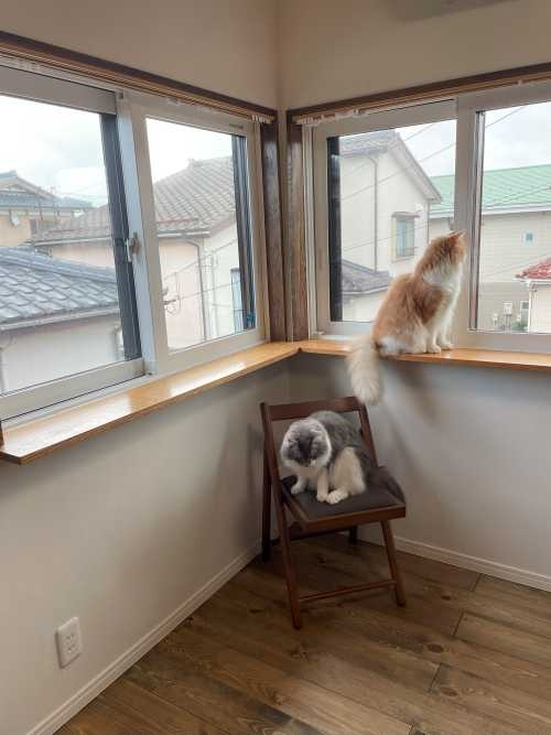 新潟市　工務店　愛猫と快適に暮らす　