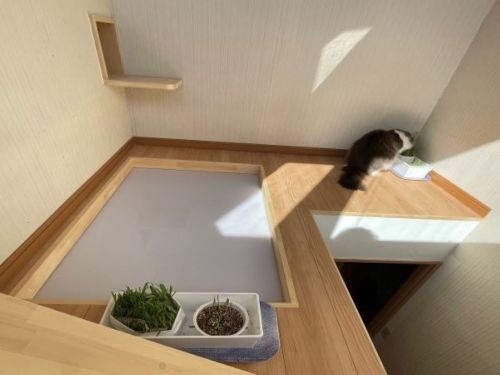 新潟市　工務店　愛猫と快適に暮らす　
