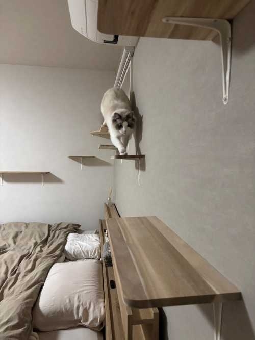 新潟　工務店　愛猫と快適に暮らす　