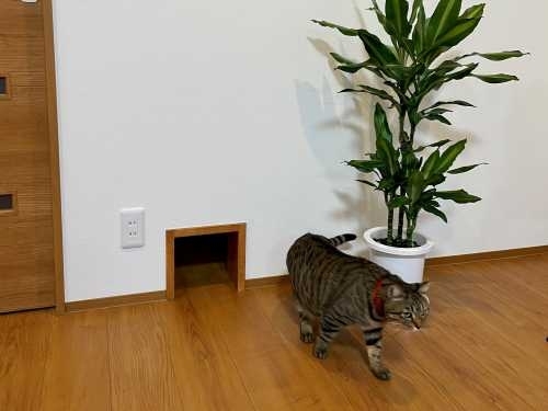 新潟市　工務店　愛猫と快適に暮らす　