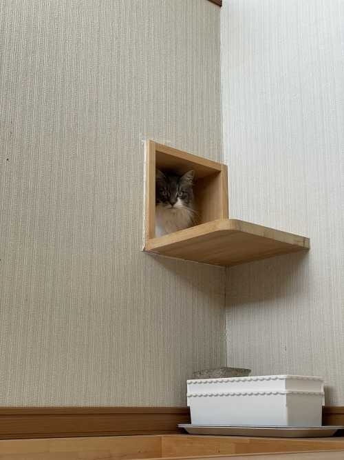 新潟市　工務店　愛猫と快適に暮らす　