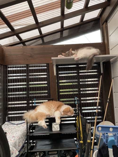 新潟市　工務店　愛猫と快適に暮らす　