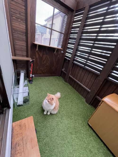 新潟市　工務店　愛猫と快適に暮らす　